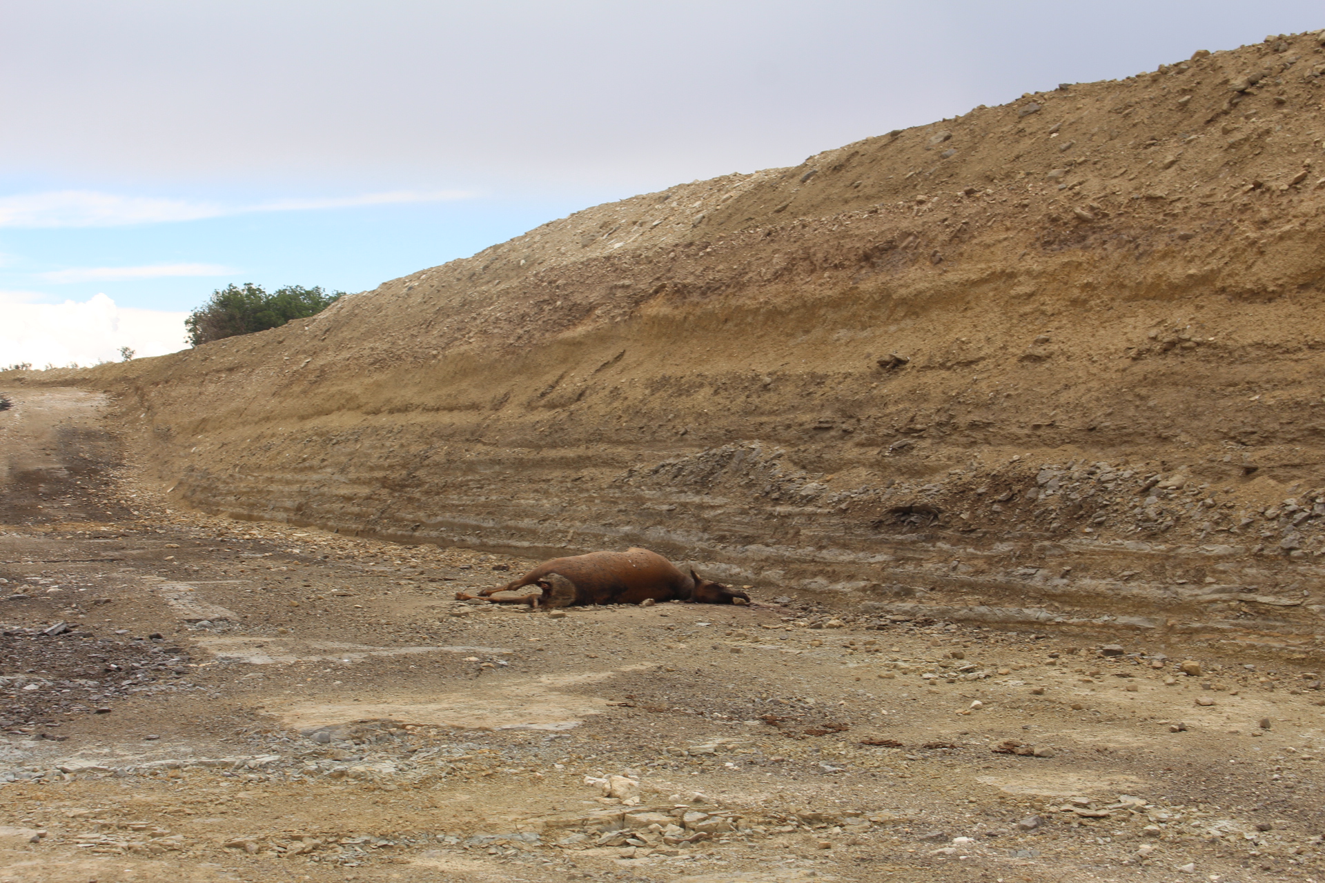elk dead and bloated at tar mine