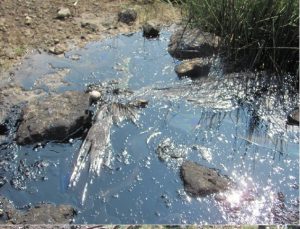 Dead bird in tar sands seep