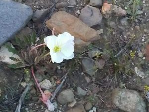 blooming desert flower at PR Springs 